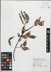 Foto von Salix kusanoi C. K. Schneid.